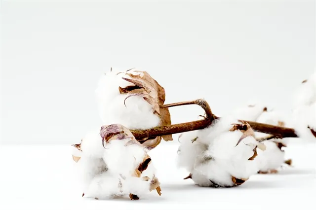 Qué es el algodón orgánico-Guía definitiva
